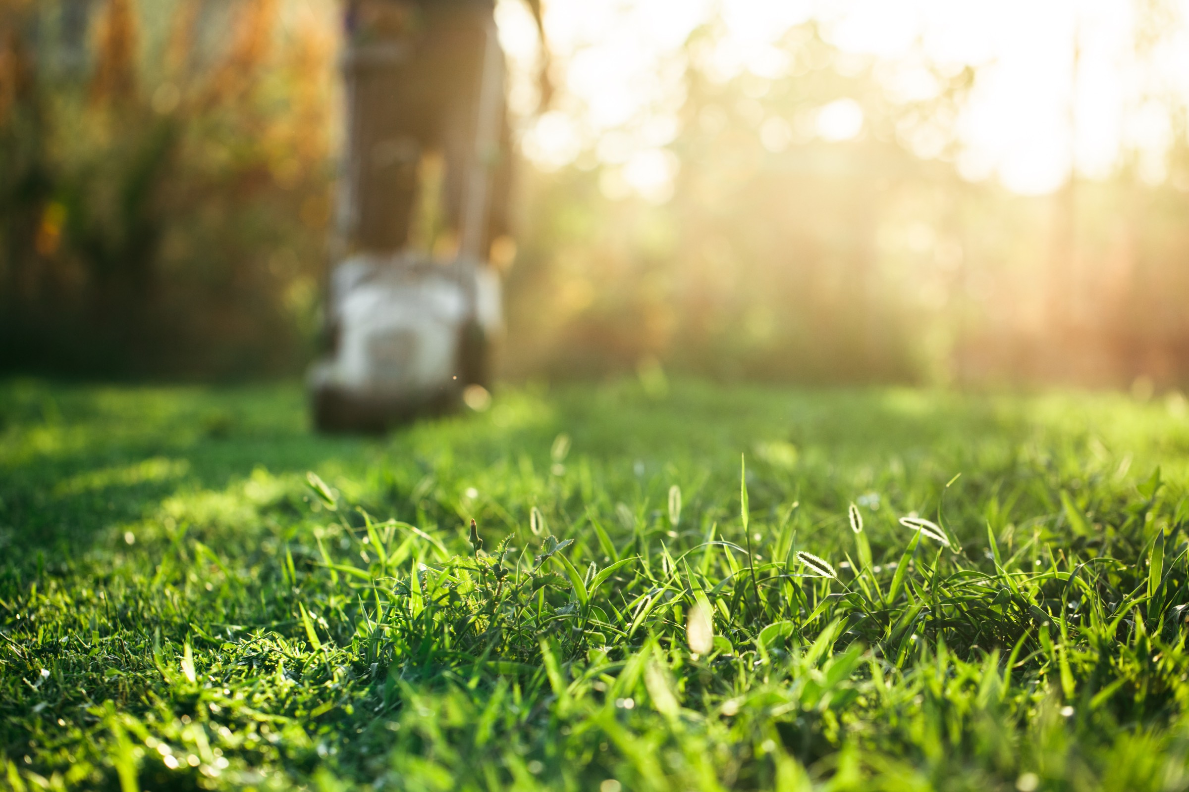 Freshly mown grass in golden evening light